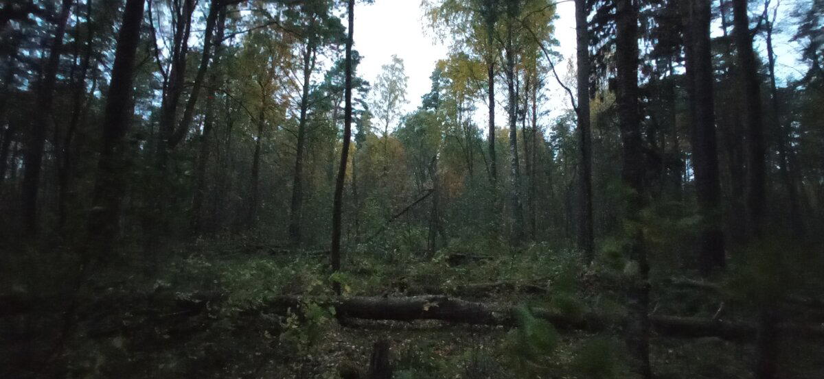 Осеннее