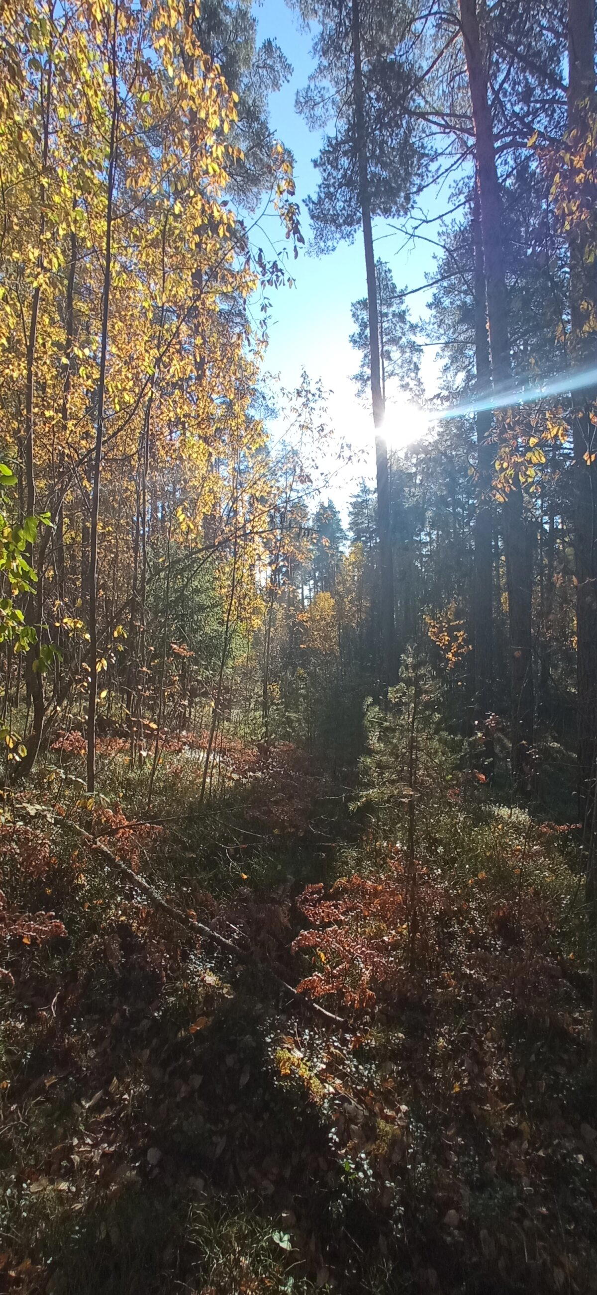 Осеннее