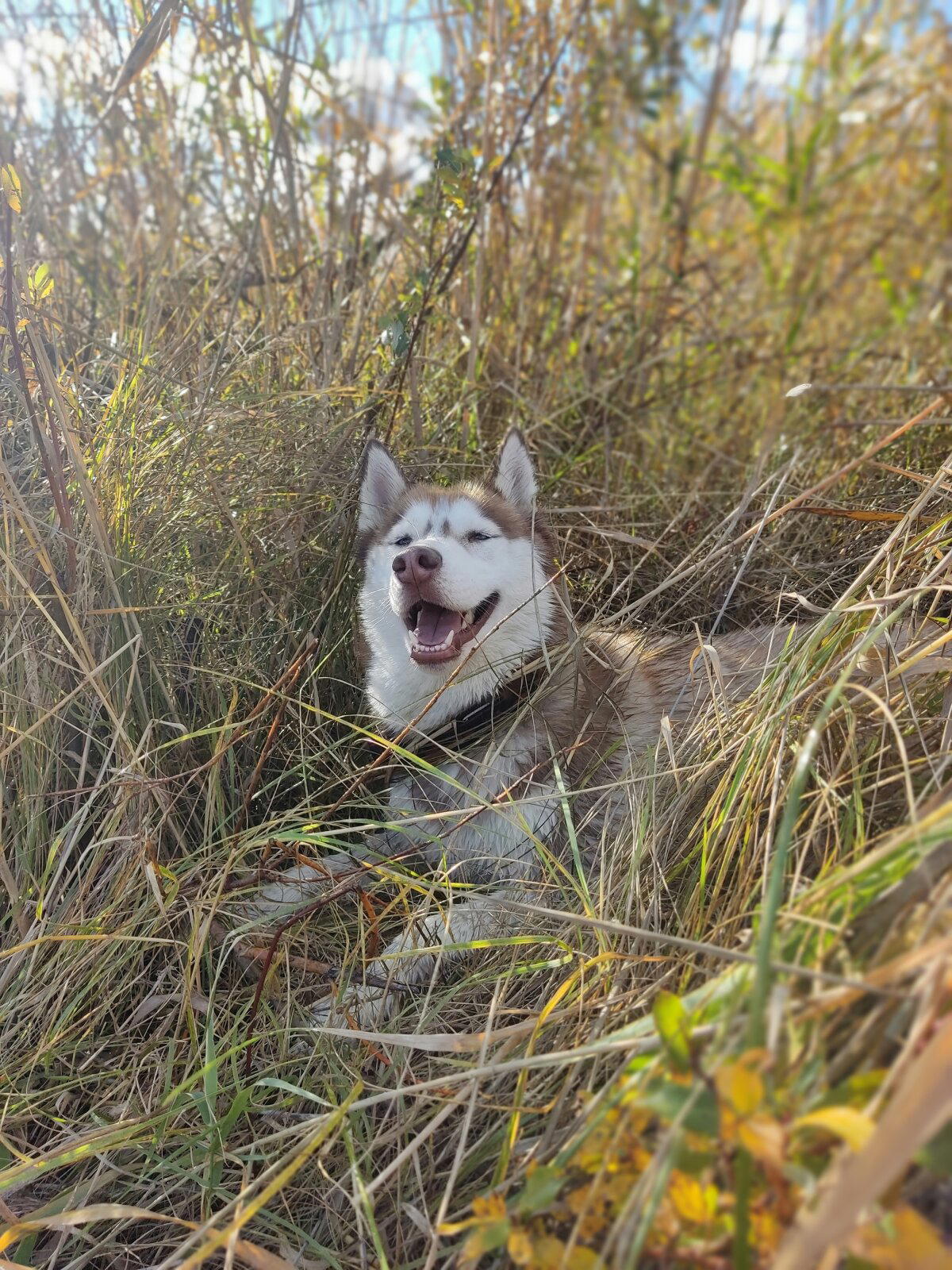 Осеннее