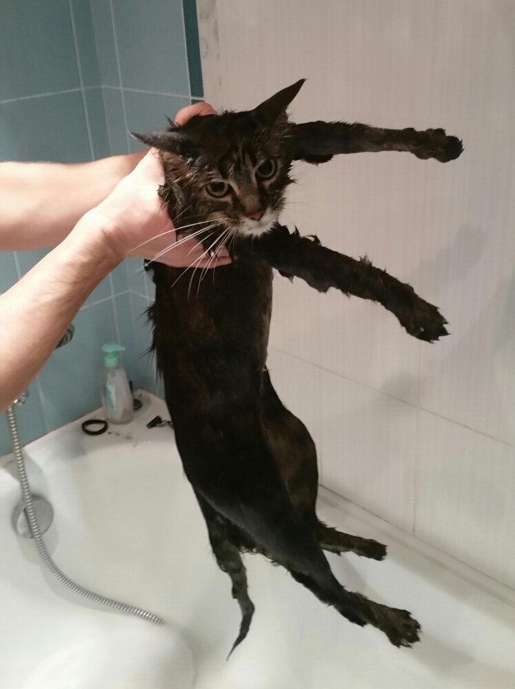 *банный день