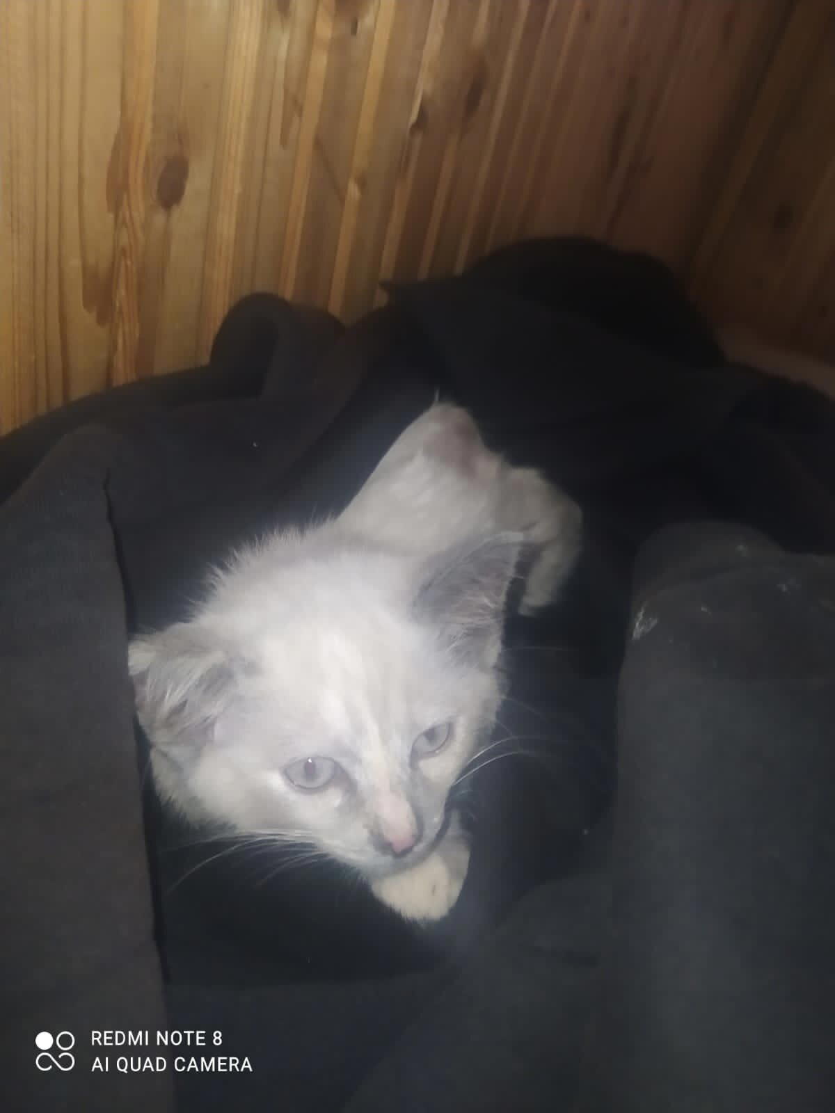 Подмосковье: котёнок в добрые руки (дом найден!)
