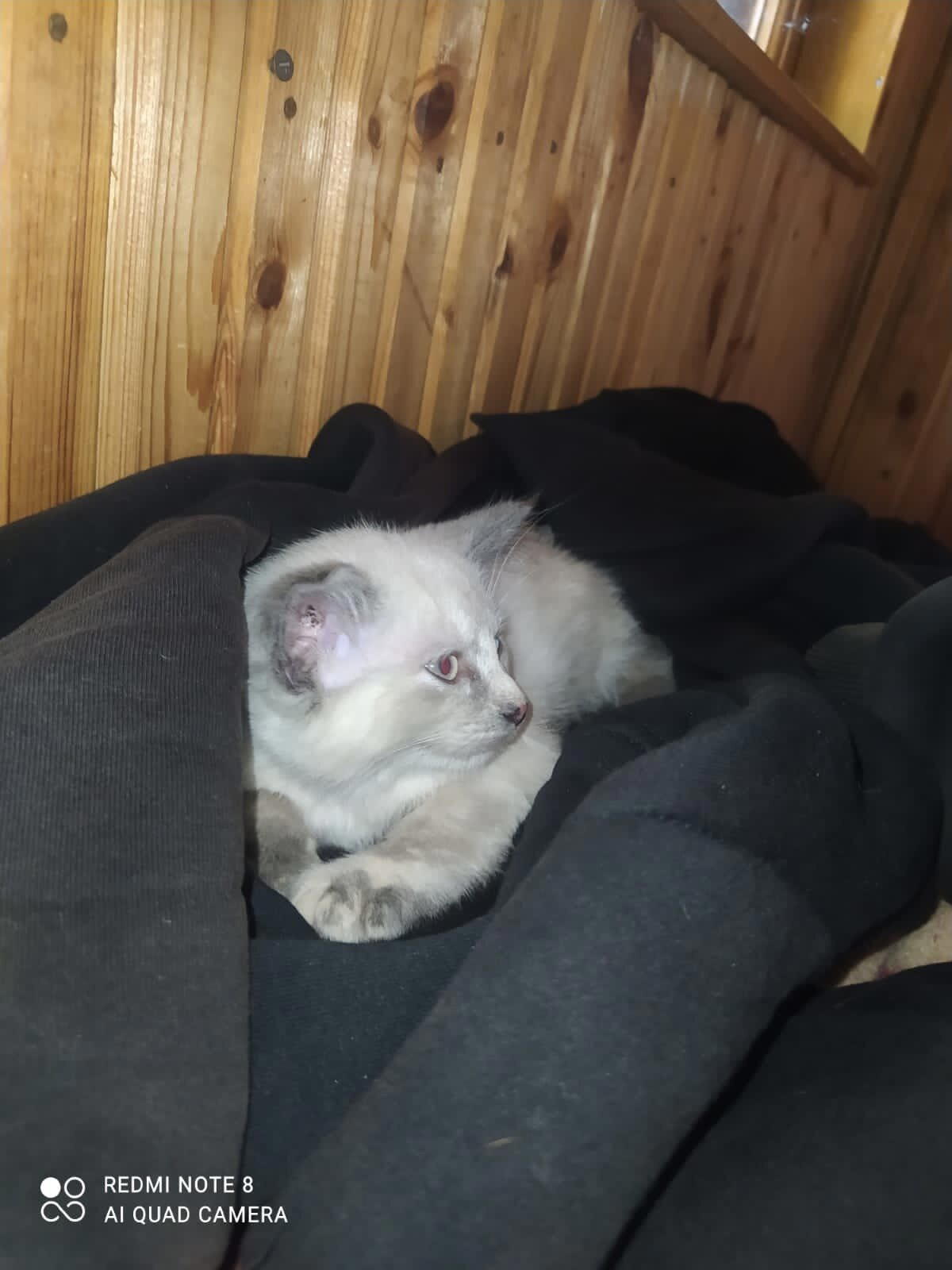Подмосковье: котёнок в добрые руки (дом найден!)