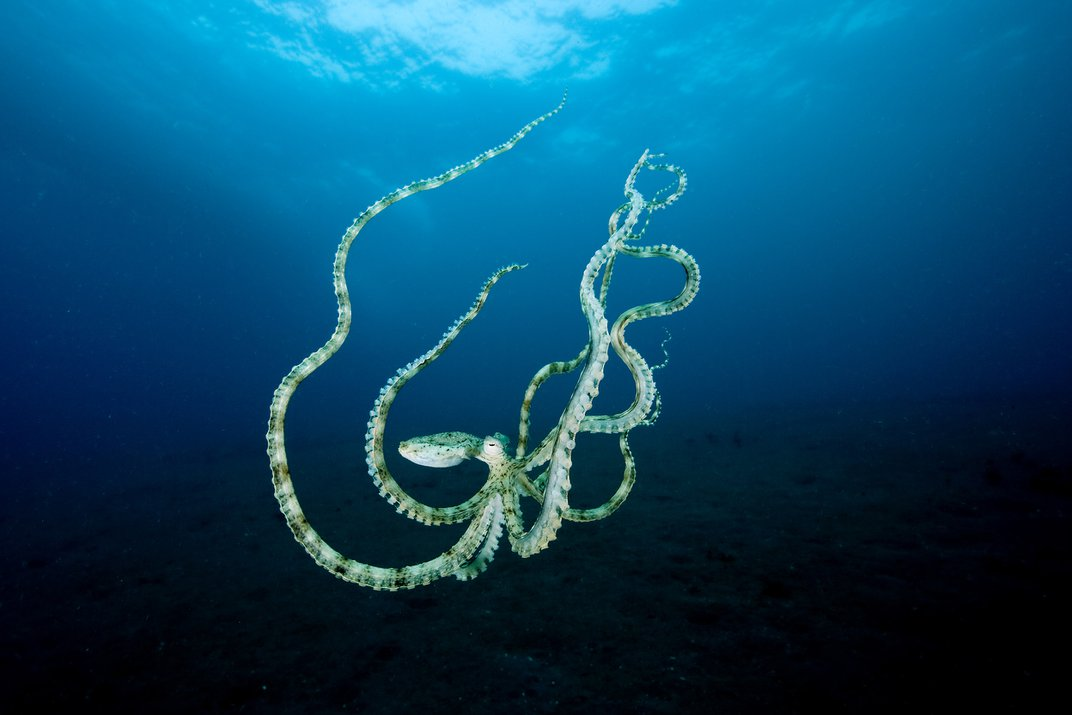 Thaumoctopus mimicus. Незнакомец на пляже