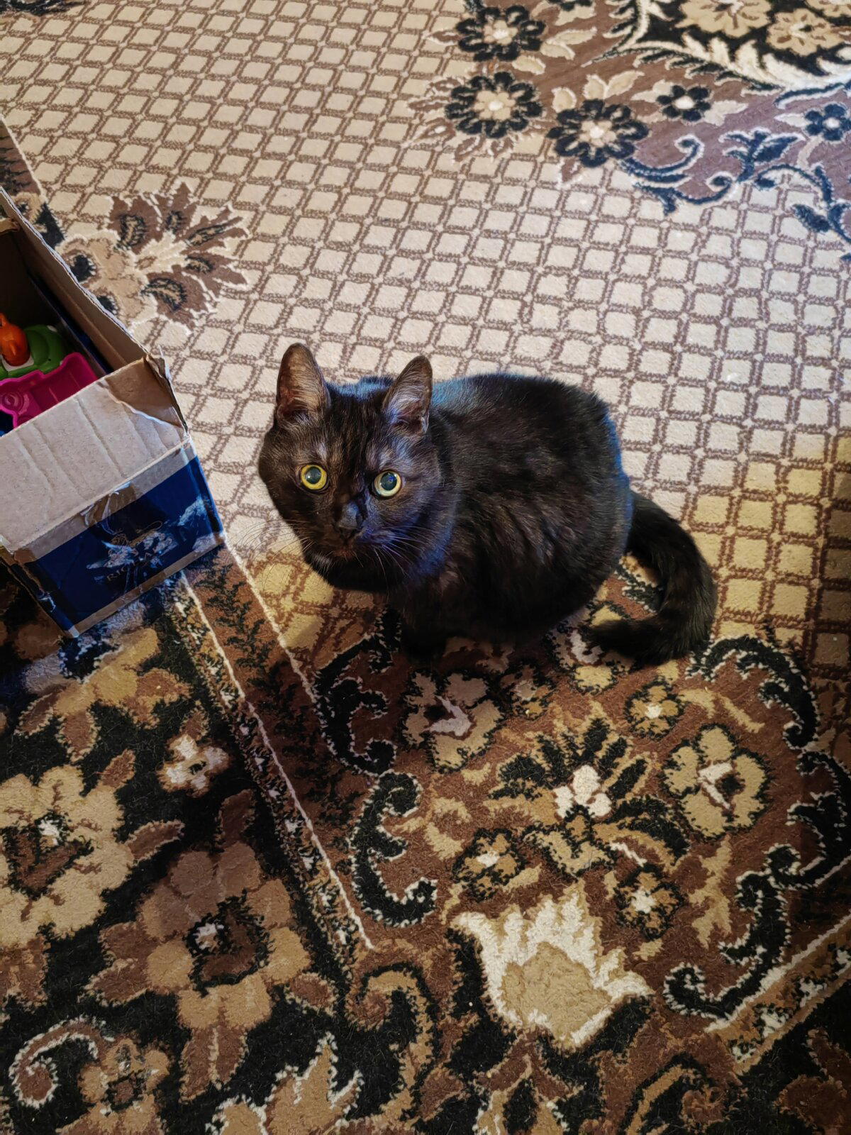 Моя самая, самая, кошка