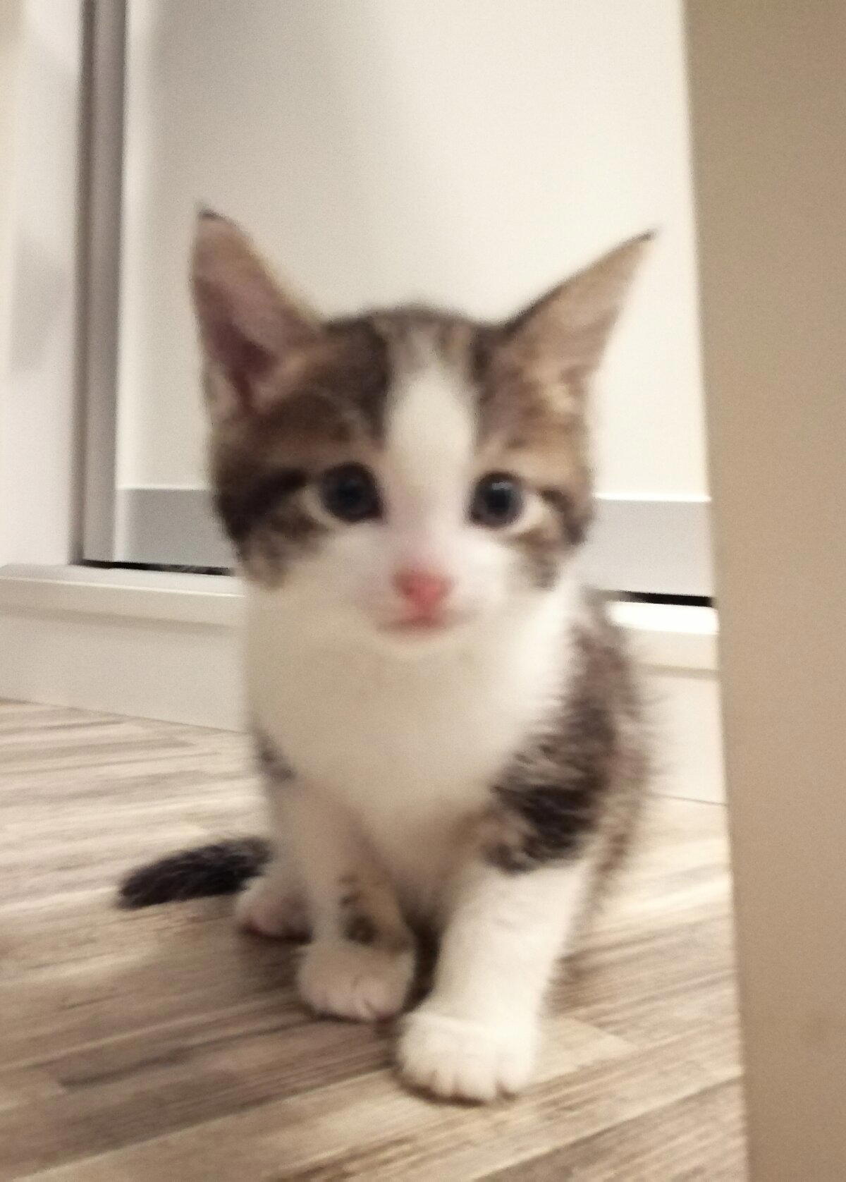 Котаны, принимайте в ряды