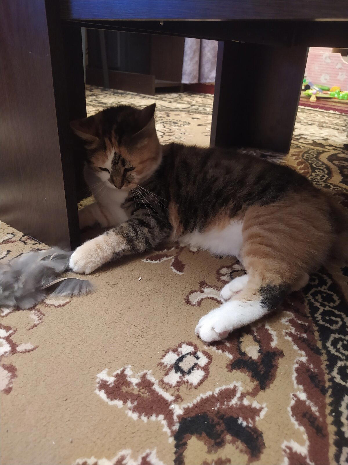 Часть жизни кошки