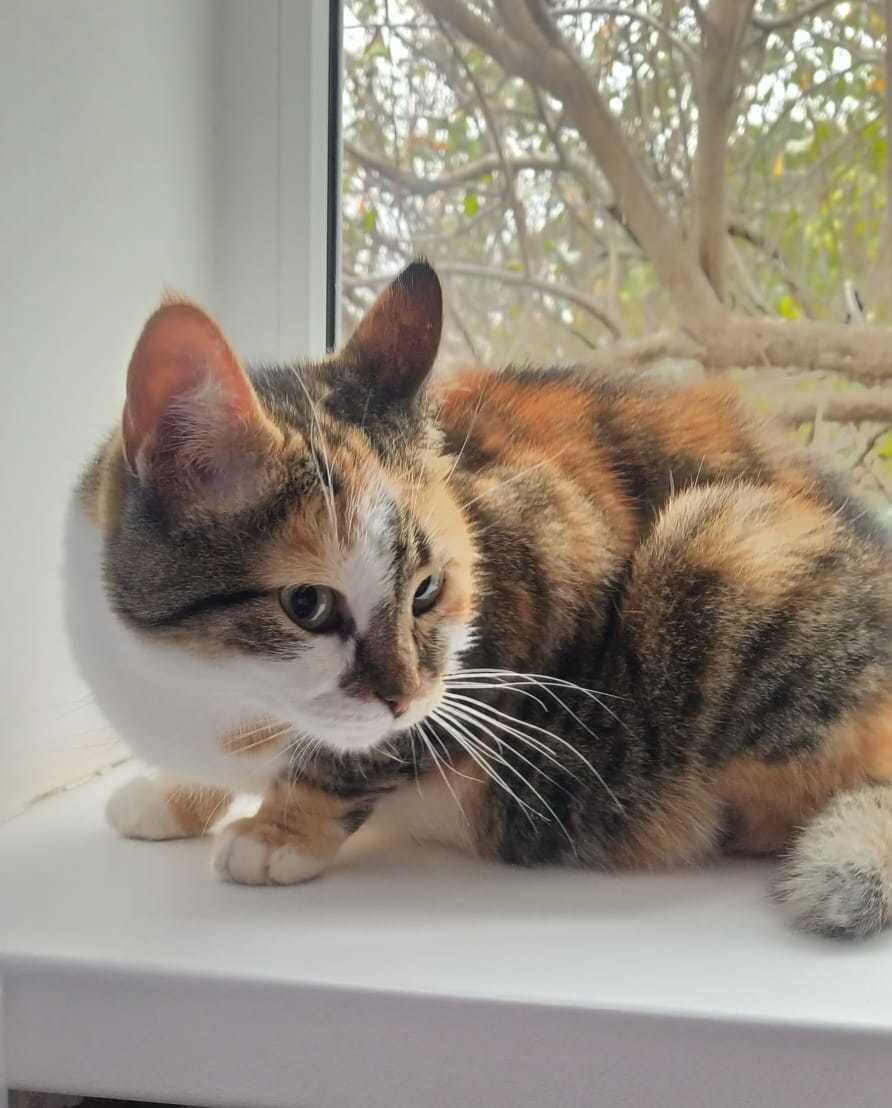 Часть жизни кошки