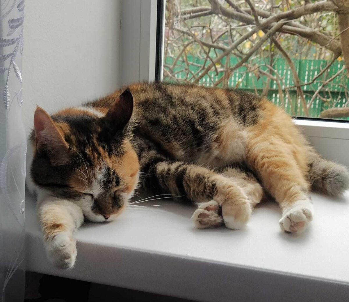 Часть жизни кошки