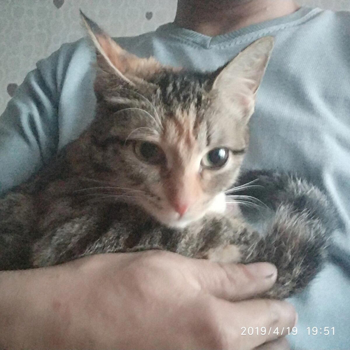 Найденыш ищет новый дом.