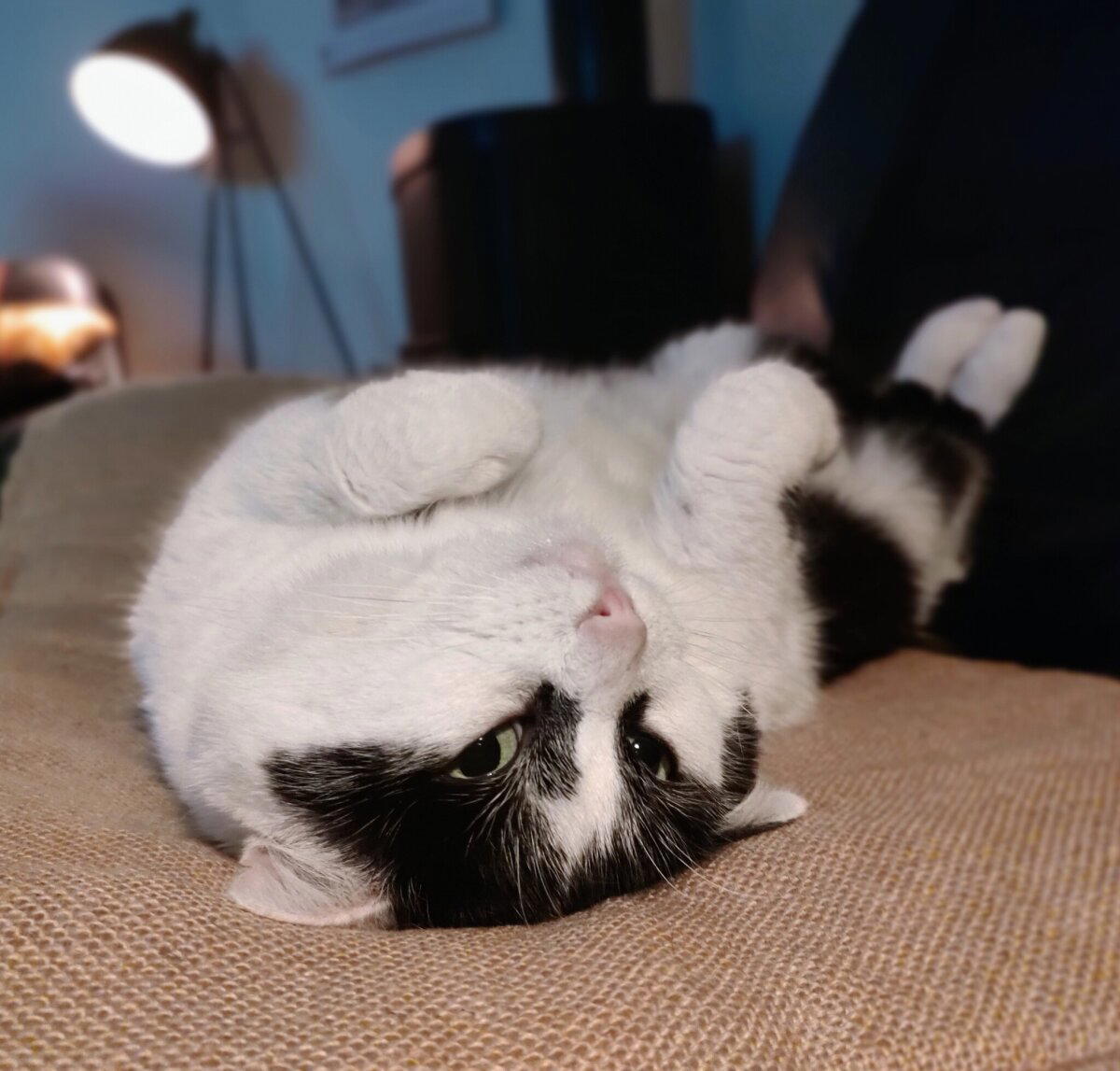 Пятничный котан