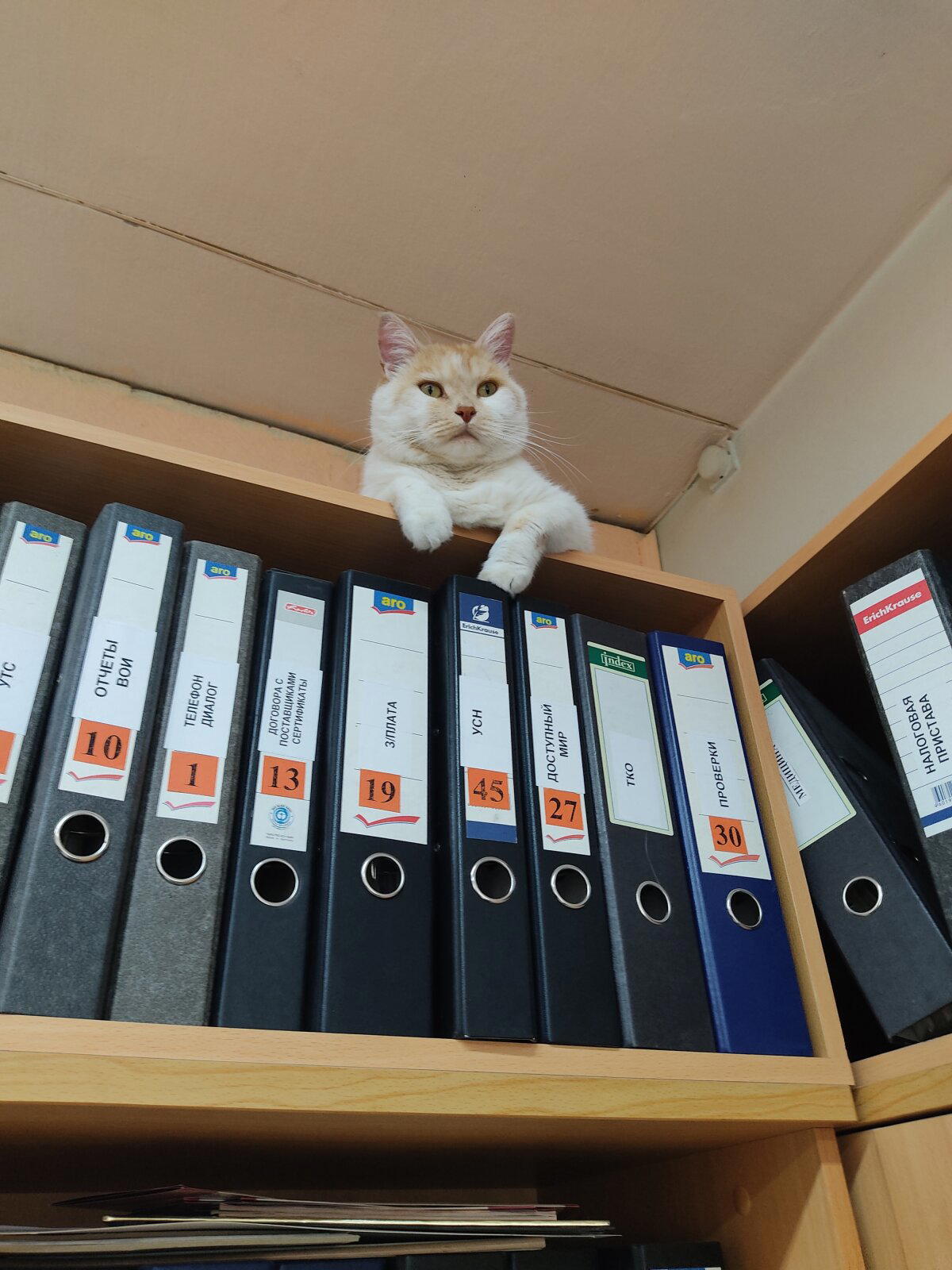 Кот типографский