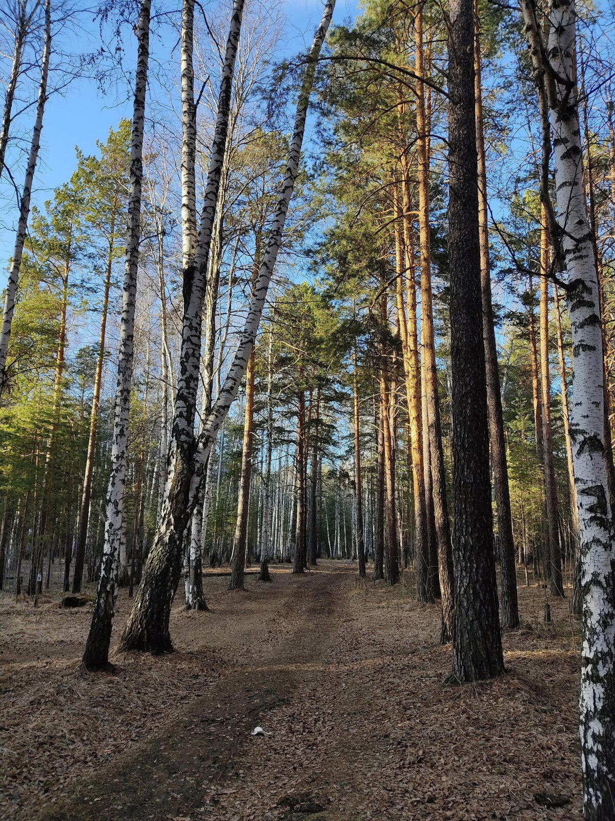 Немного весеннего леса в ленту