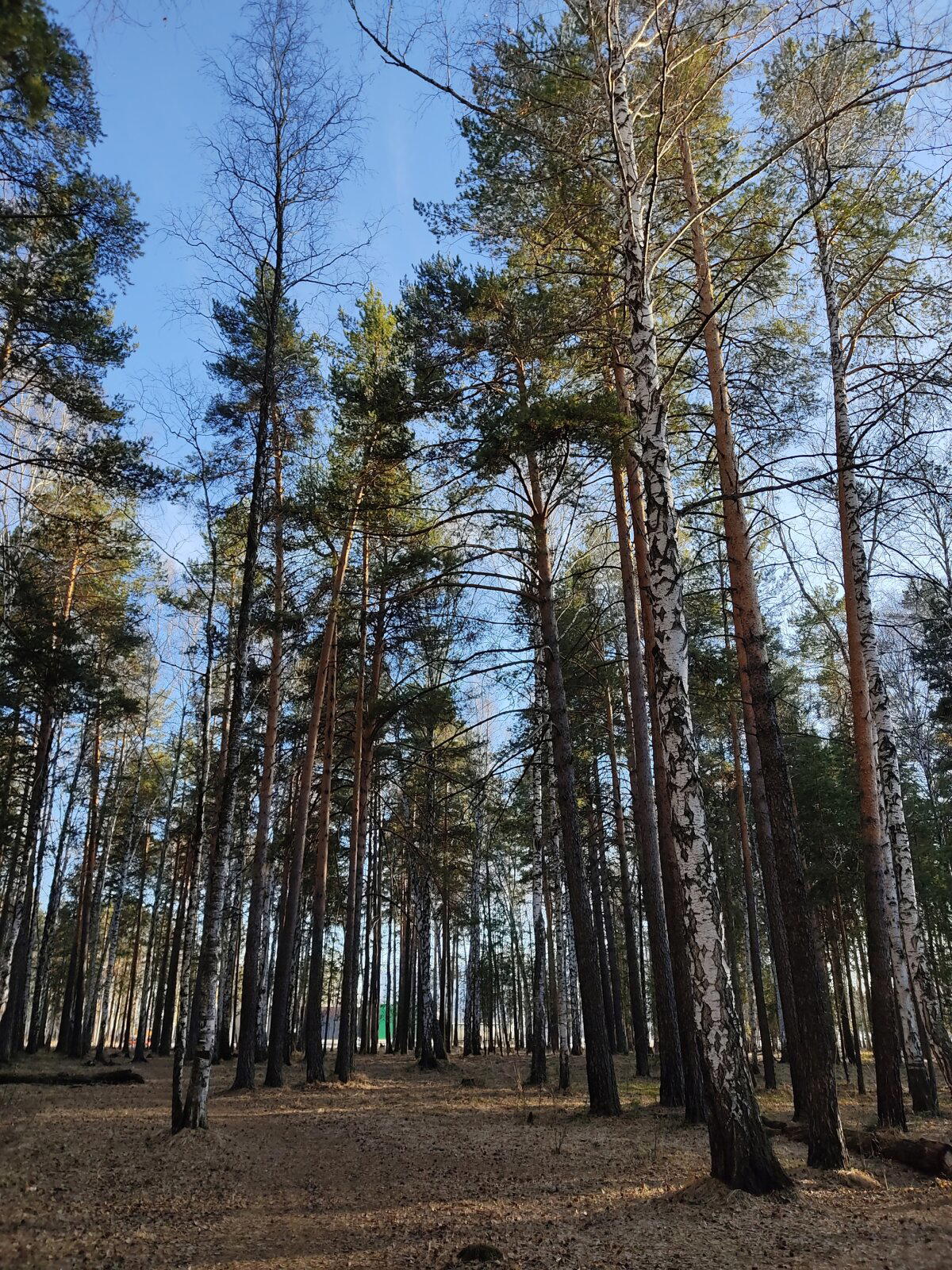 Немного весеннего леса в ленту