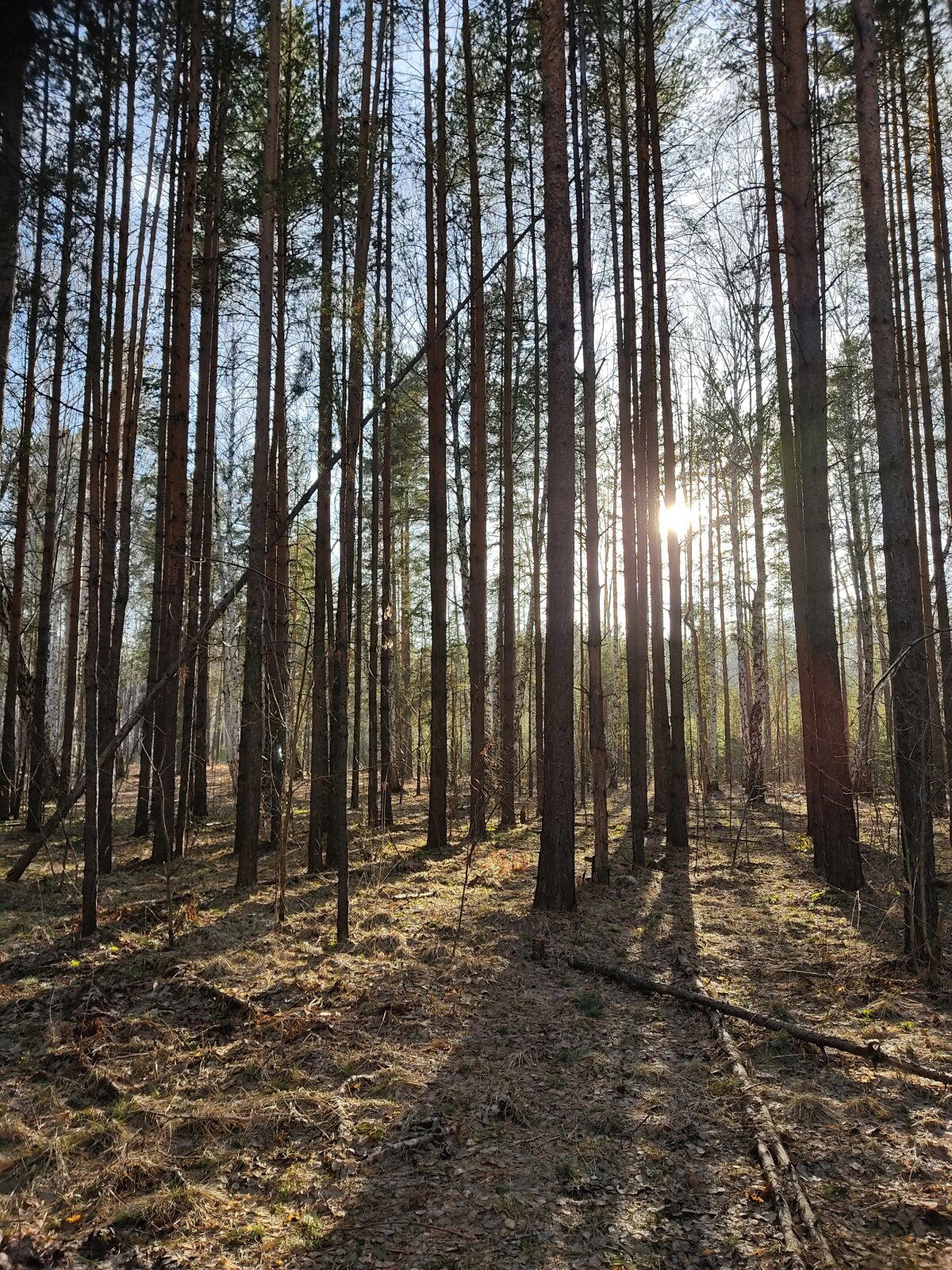 Немного весеннего леса в ленту
