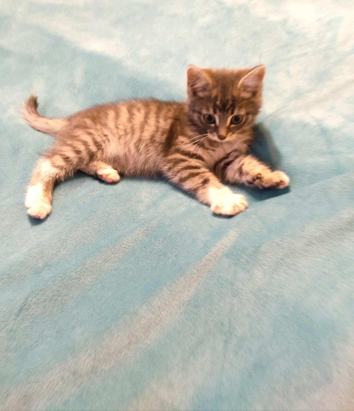 Котий бизнес