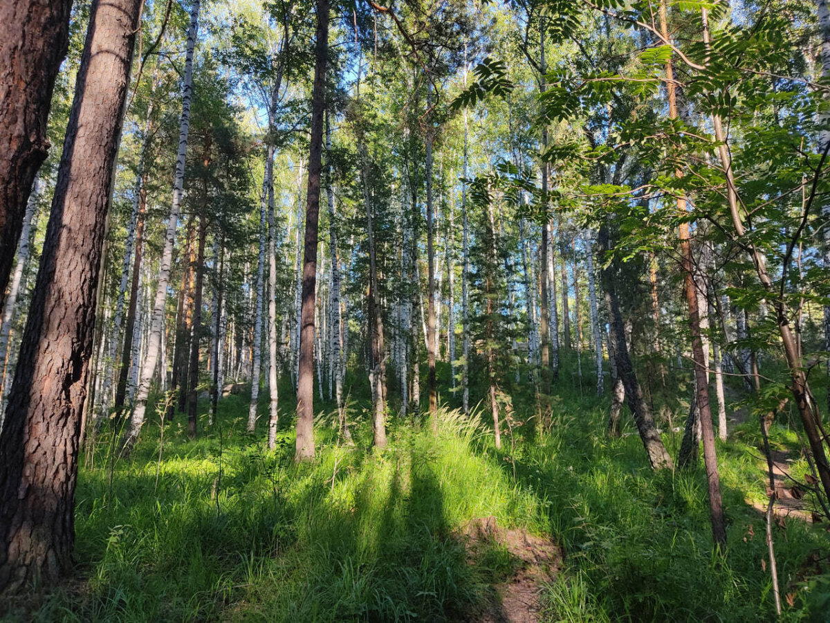 Расчленёнка. Эпизод первый