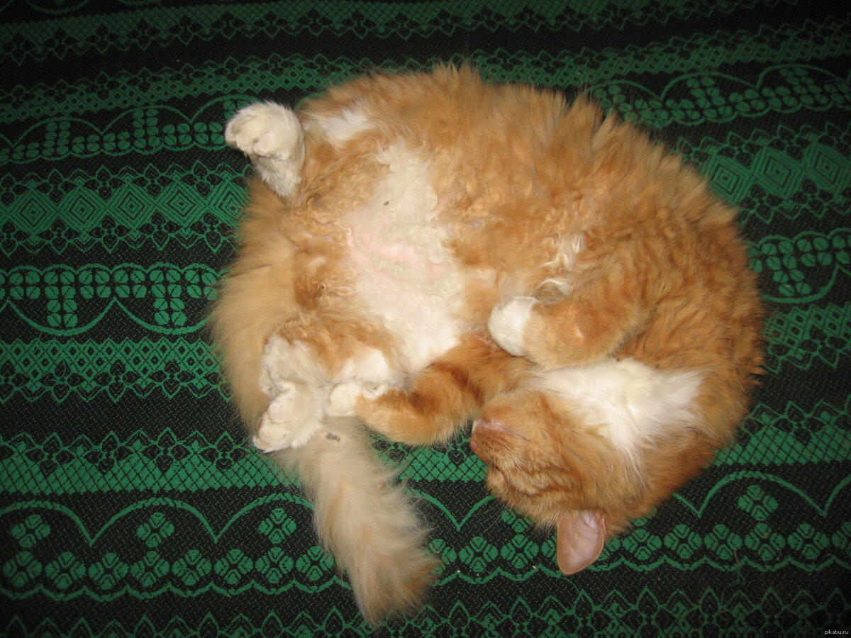 Всем котика
