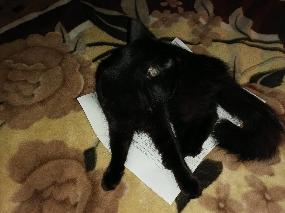 Фиксация зверушки :)