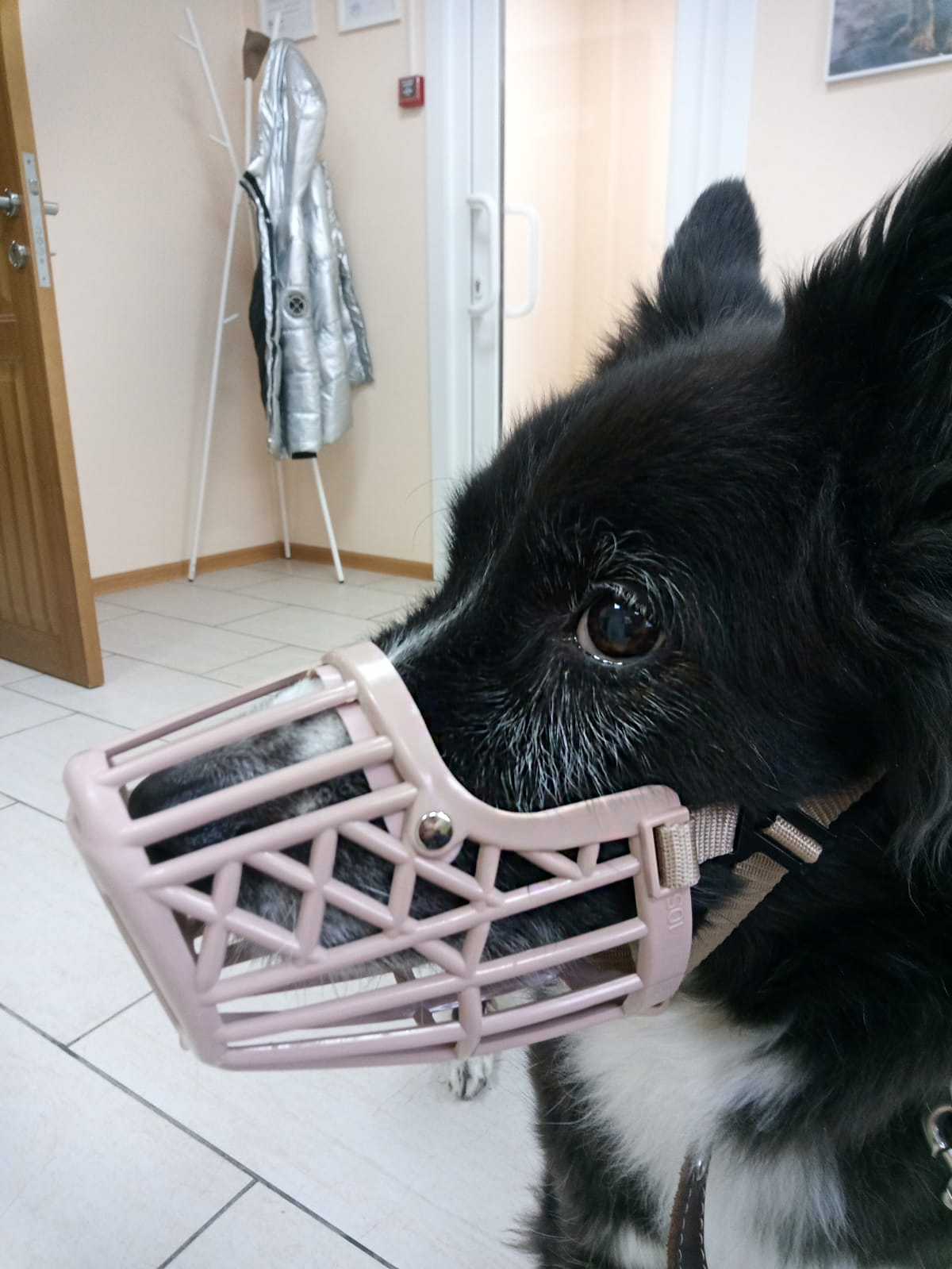15 собачьих лет