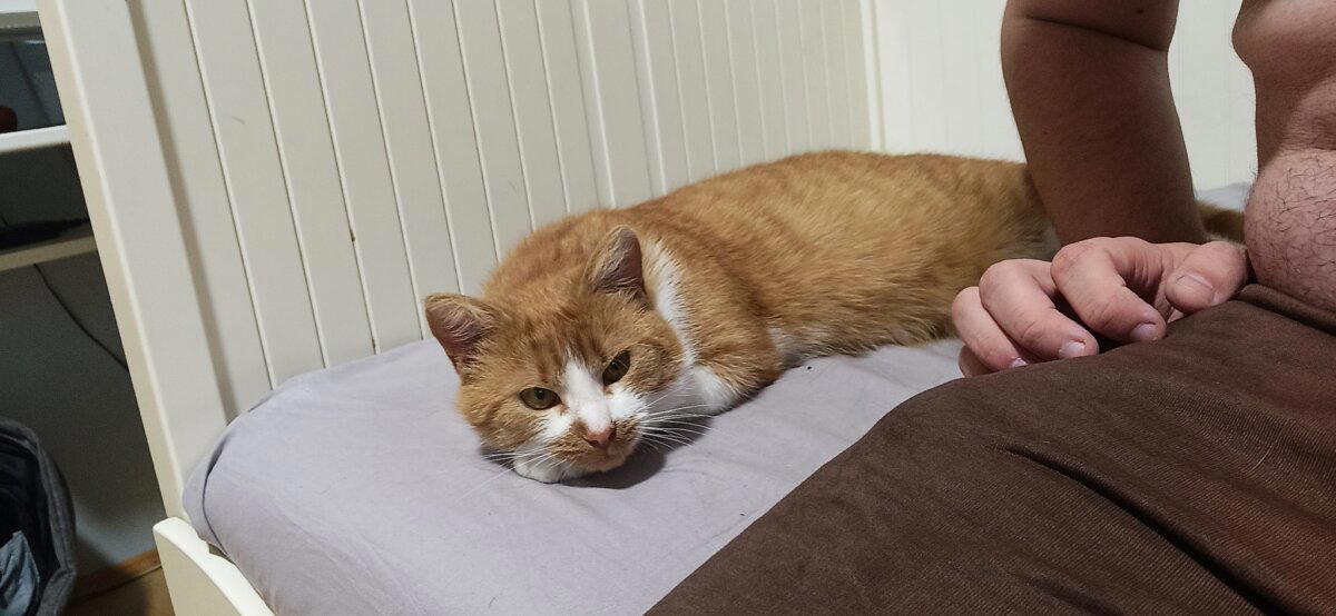 Вот и у меня тоже кот!