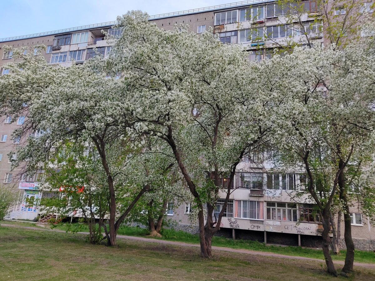 Немного яблонь в ленту не помешает