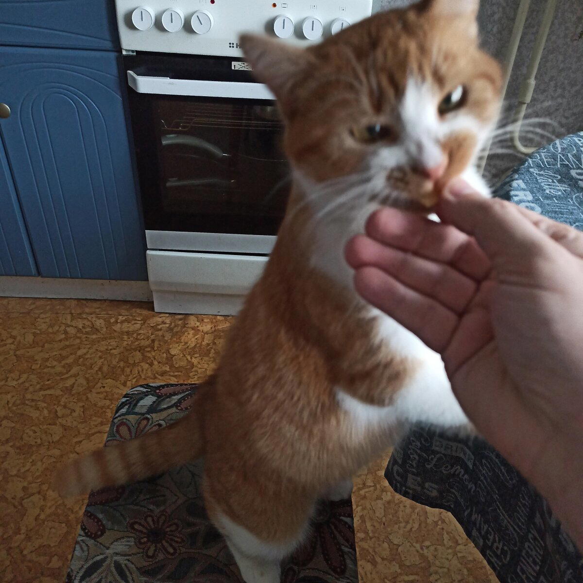 Вот и у меня тоже кот!