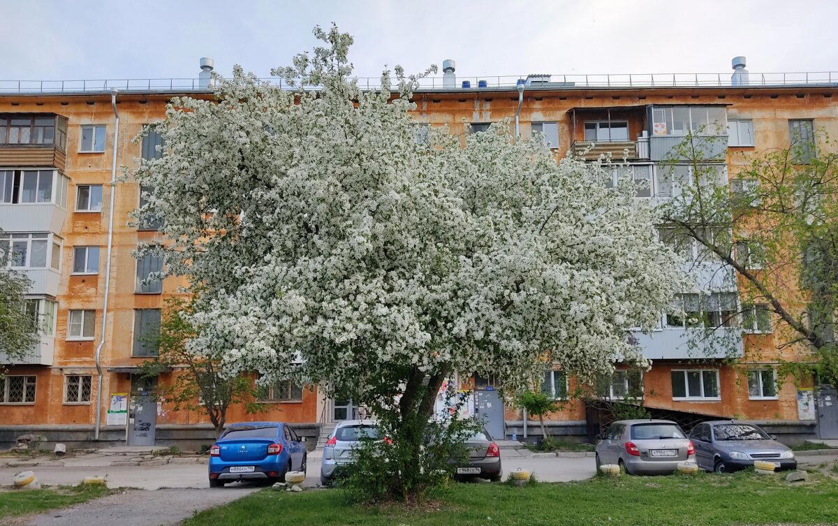 Немного яблонь в ленту не помешает