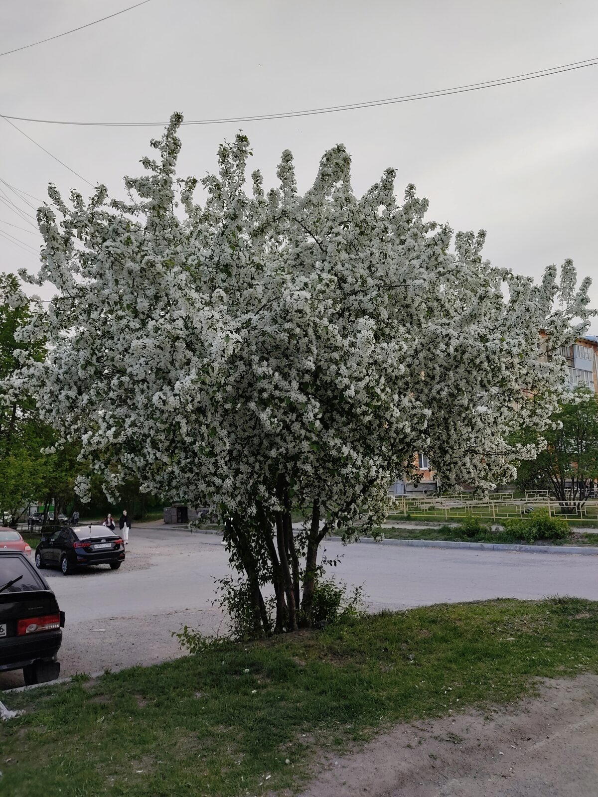 Немного яблонь в ленту не помешает