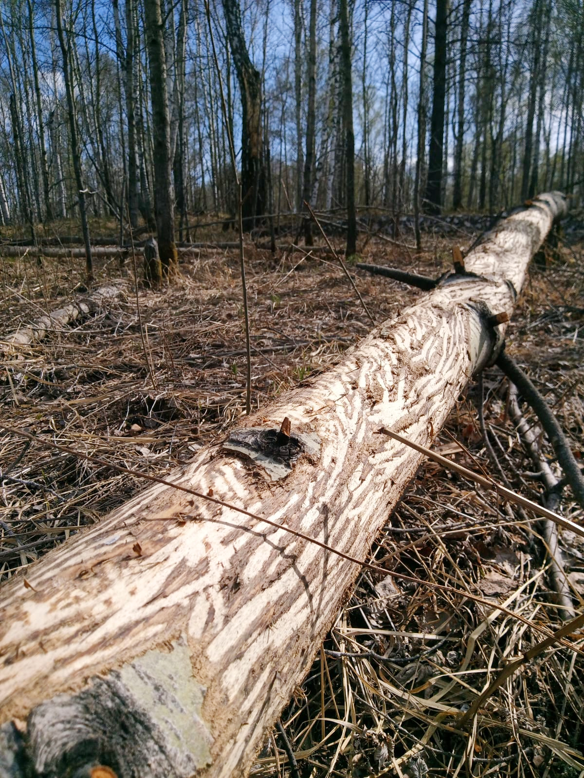 Весной в лесу
