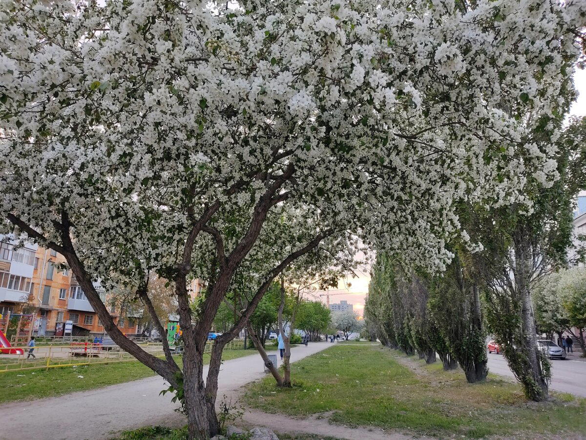Немного яблонь в ленту не помешает