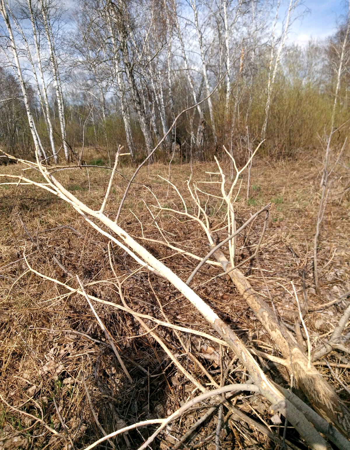 Весной в лесу