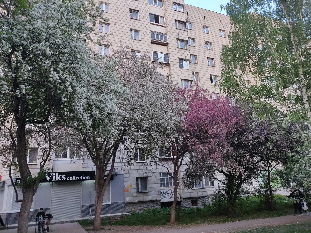 Немного яблонь в ленту не помешает