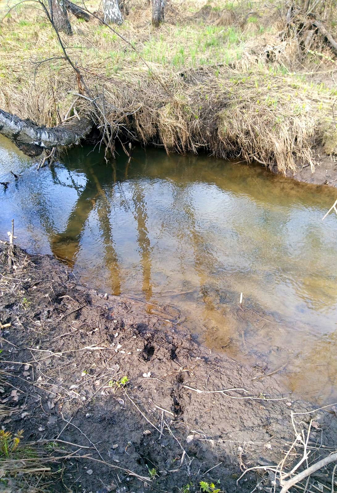 Весной в лесу
