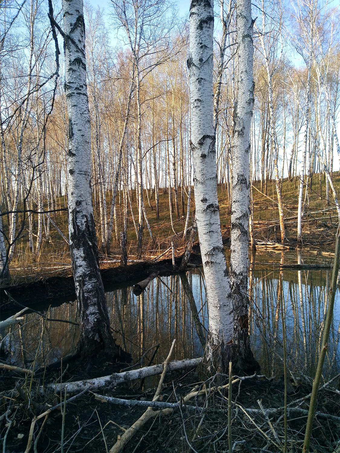 Весной в лесу
