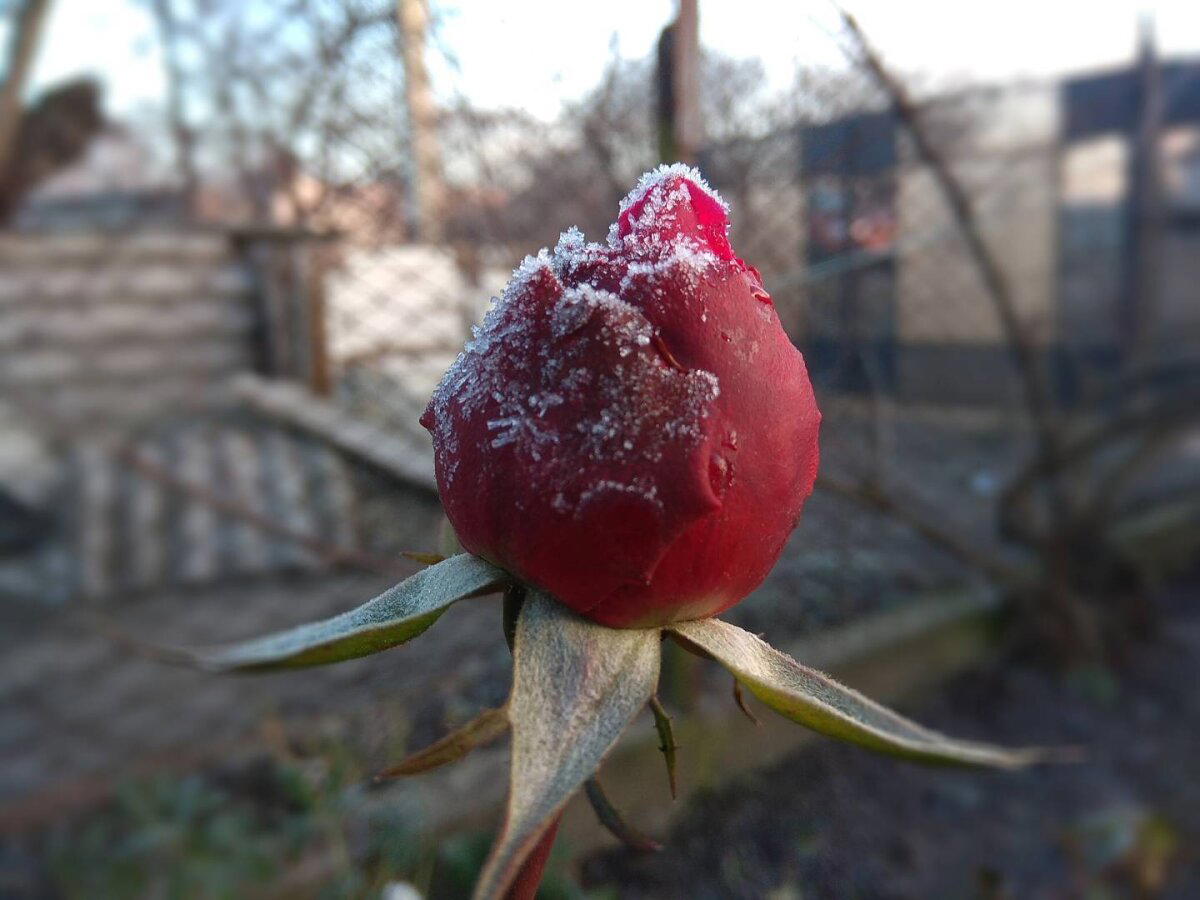 Морозное утро