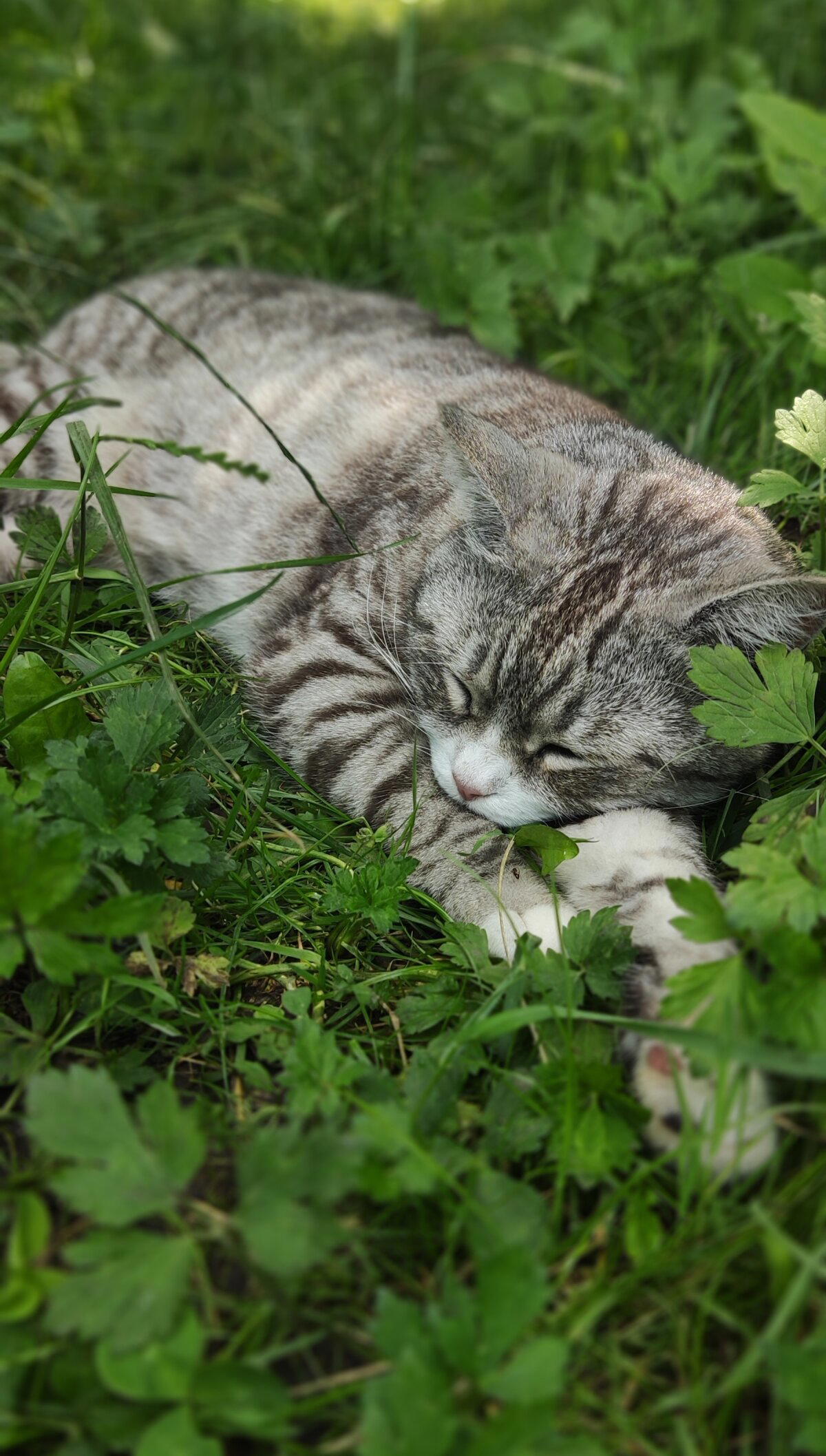 Котиками тоже трудно в такую жару