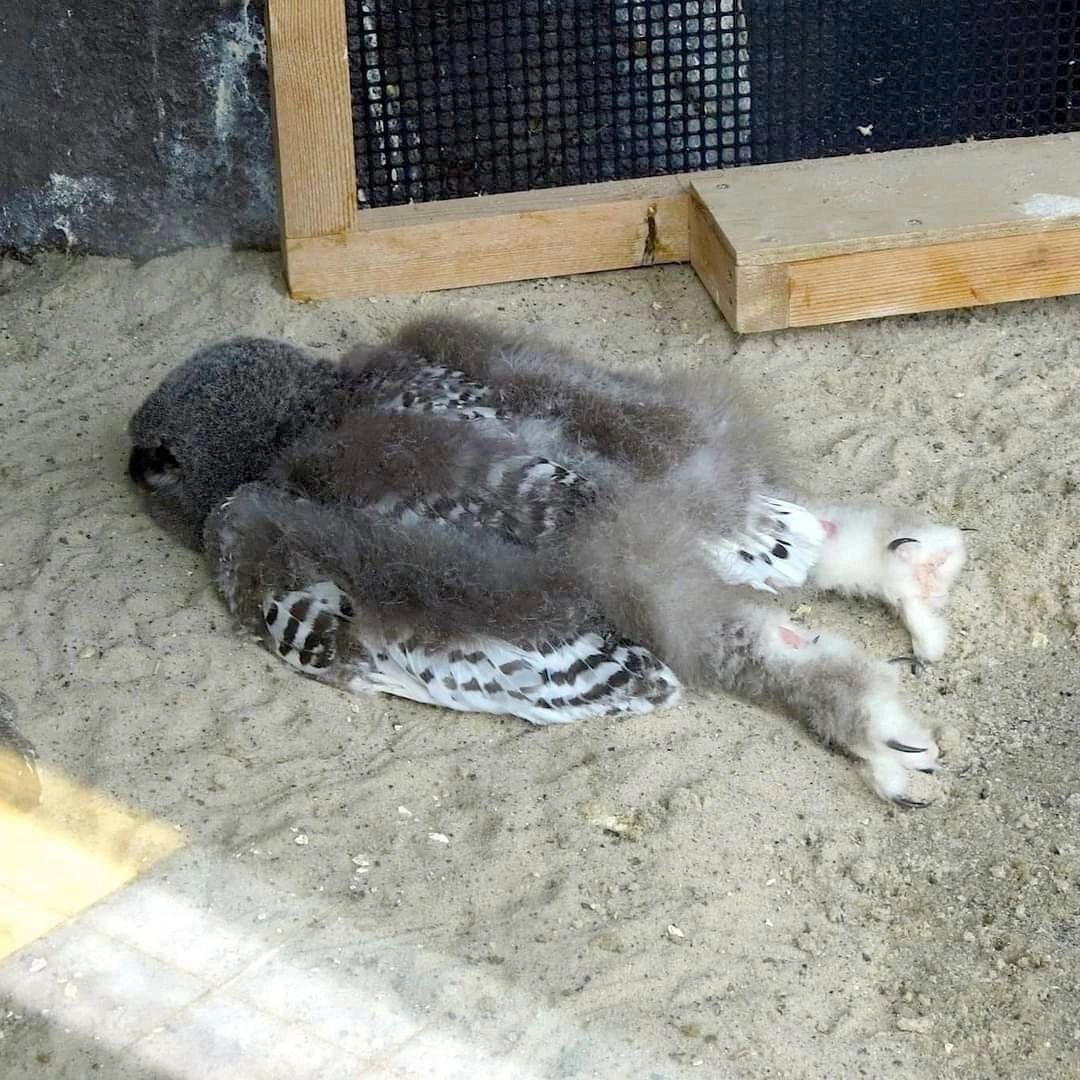 Как спят совята