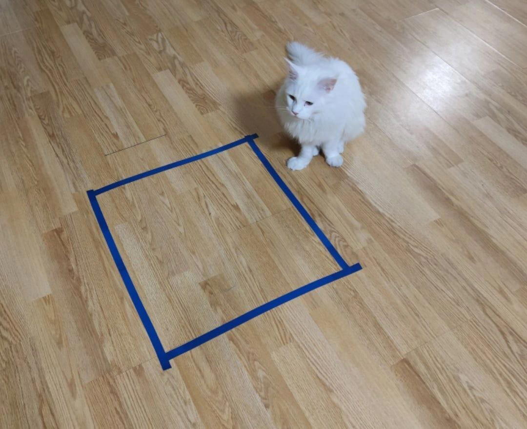 Коты и "виртуальные" коробки