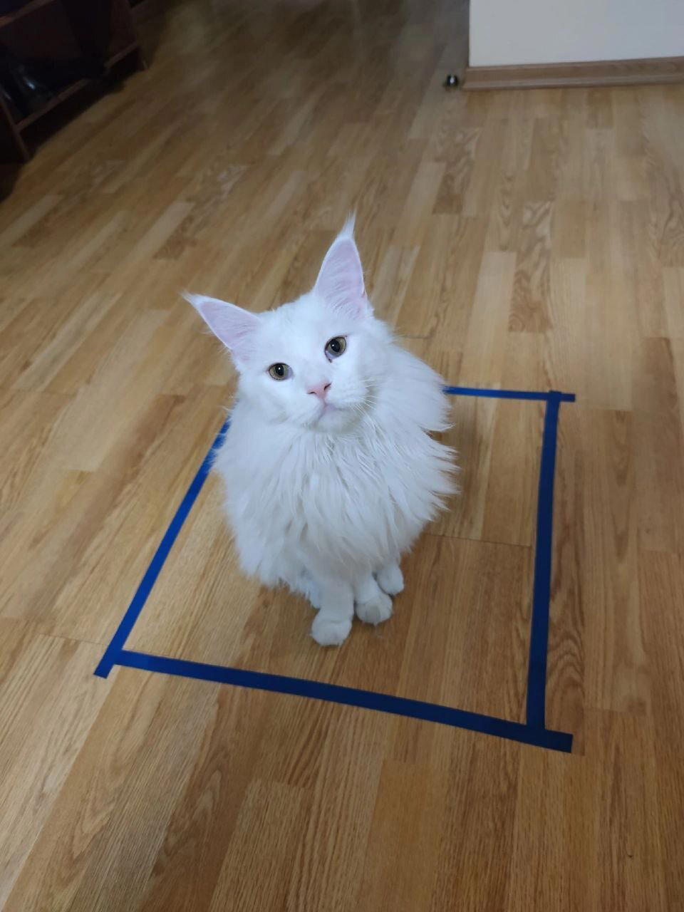 Коты и "виртуальные" коробки