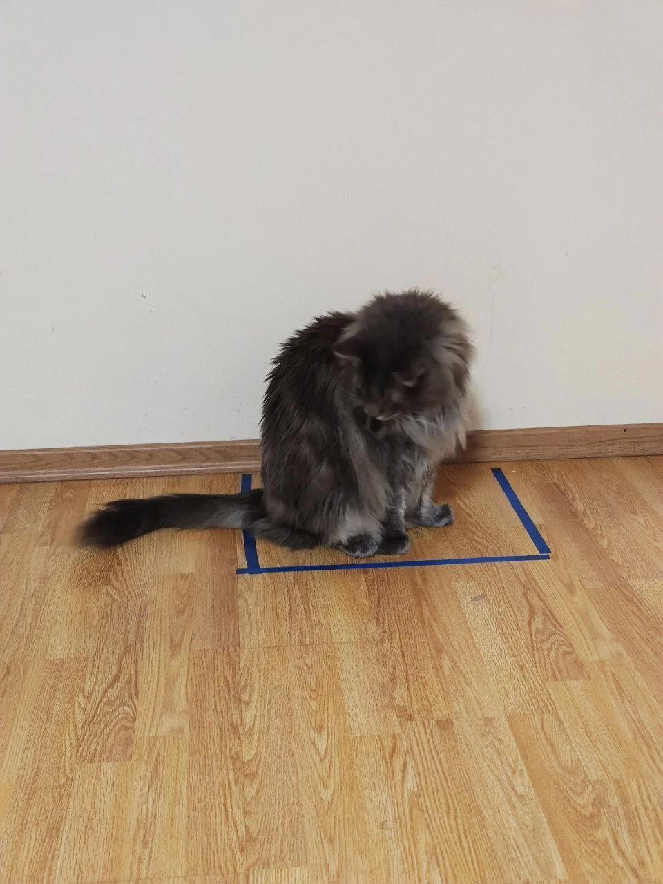 Коты и "виртуальные" коробки