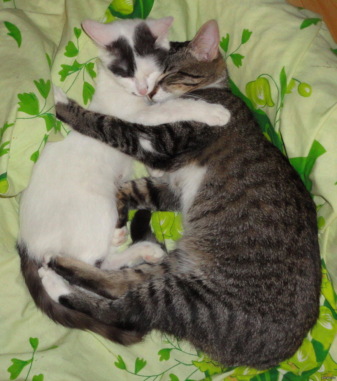 коты