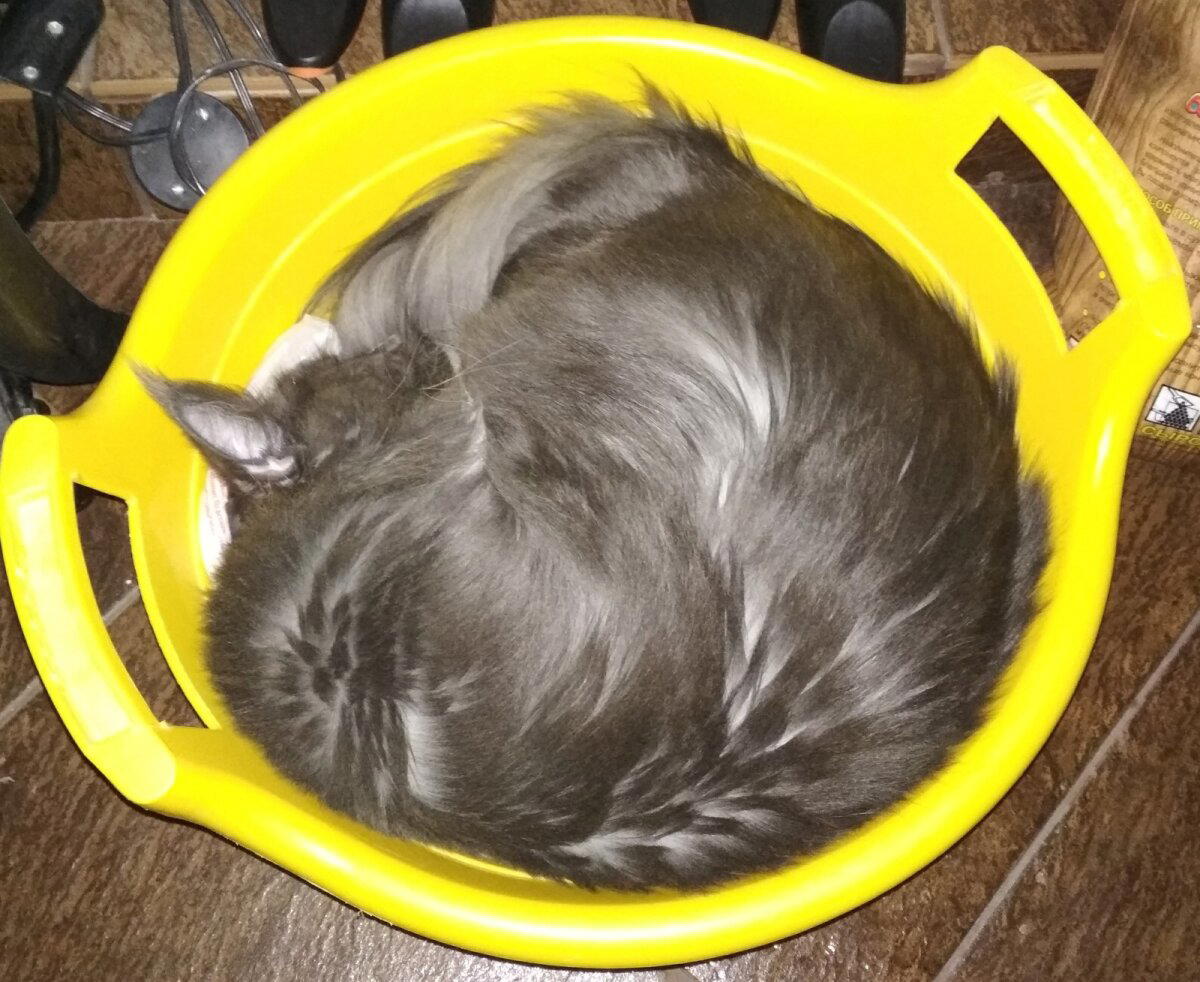 Ещё одно доказательство что коты жидкие