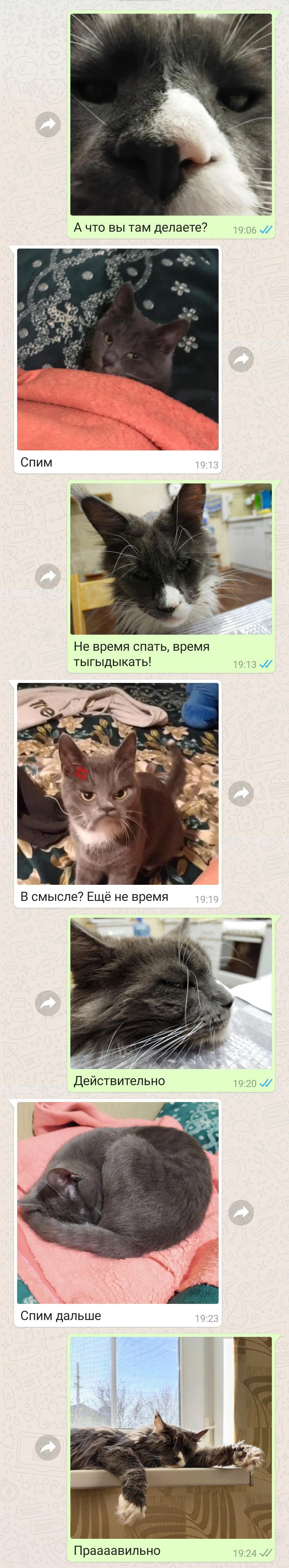 Коточат