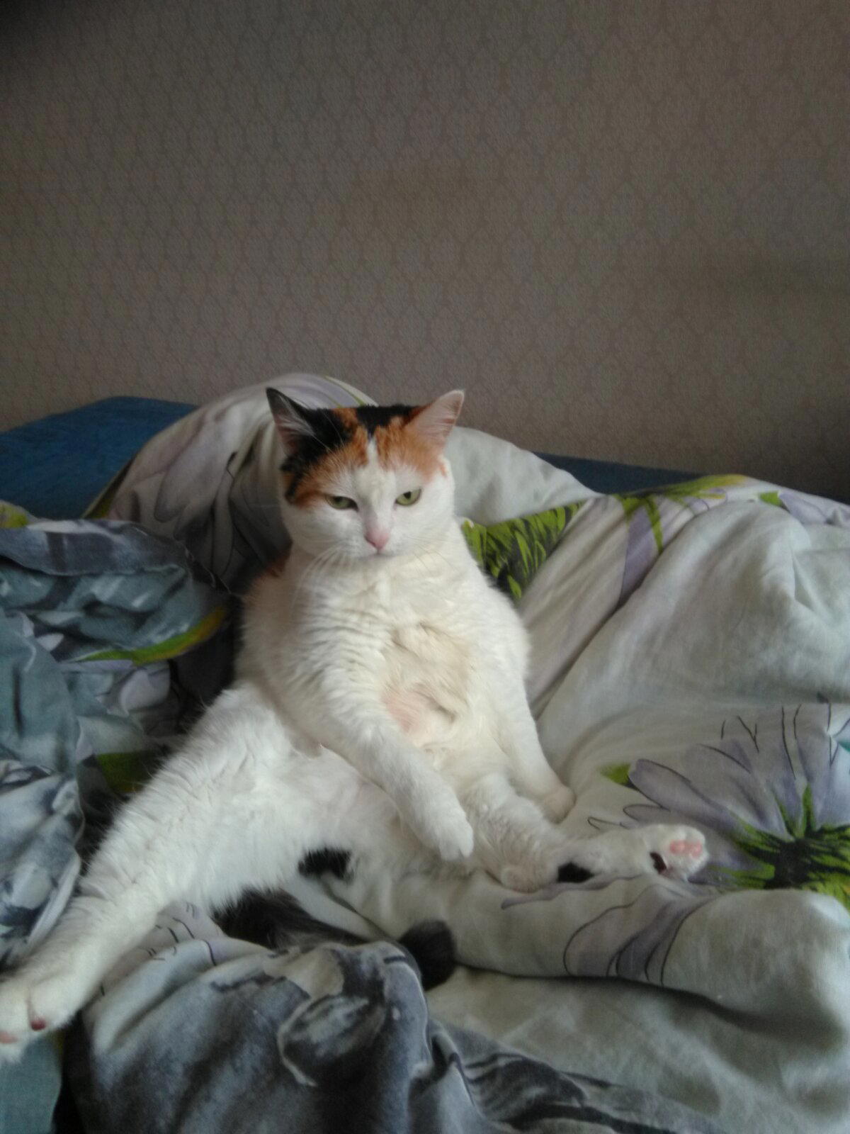 Коты/собаки...