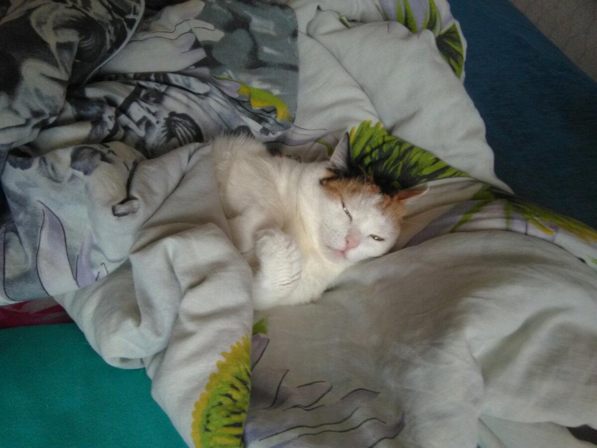 Коты/собаки...
