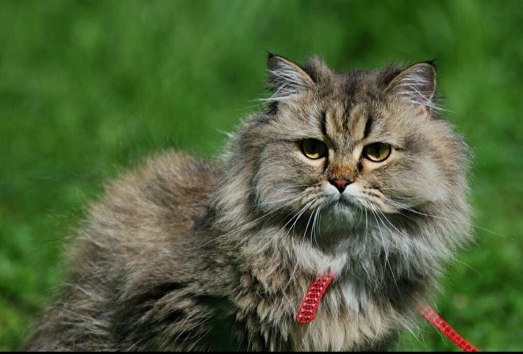 Кошка и ребёнок-аллергик