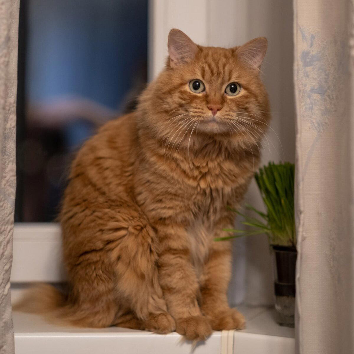Котография