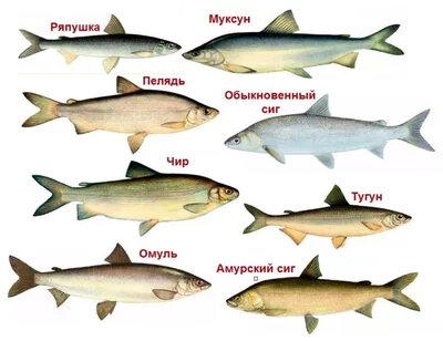 Краткая энциклопедия вкусняшек: Итоги