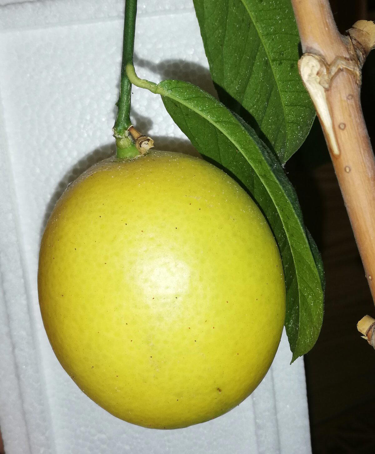 Созрел