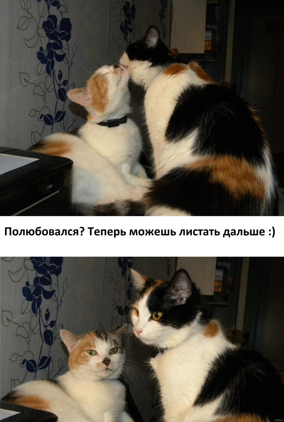 Мохнатая милота